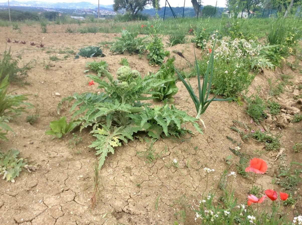 Le Terre D'Abruzzo Guest House Alanno Luaran gambar